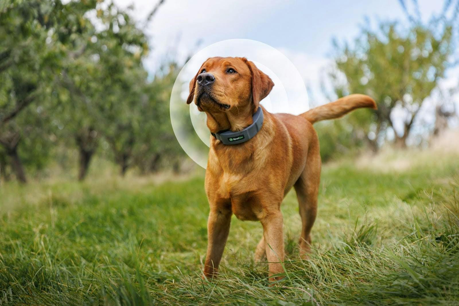 spoton gps pet fence