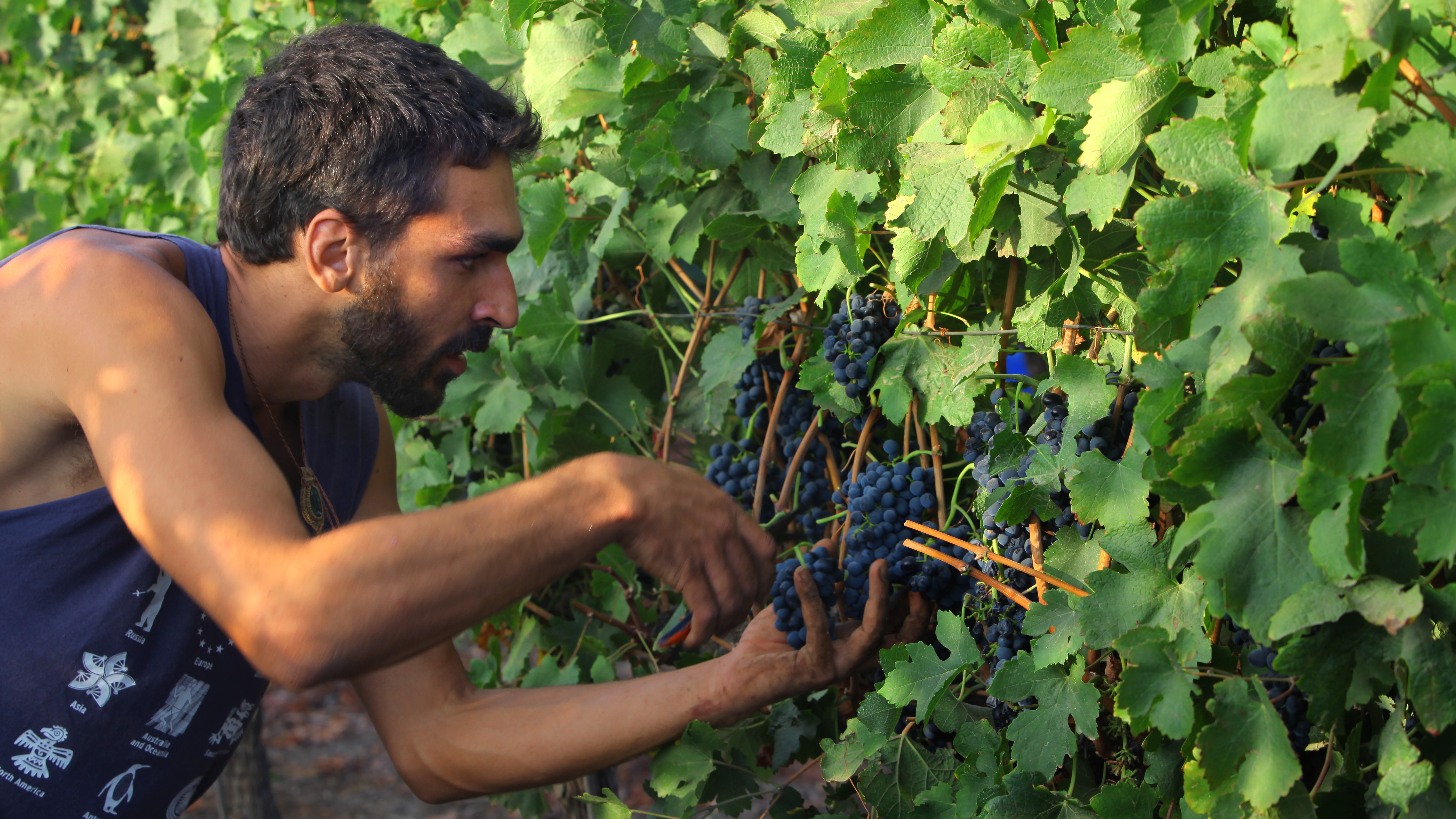 Climate change could impact the future of food security