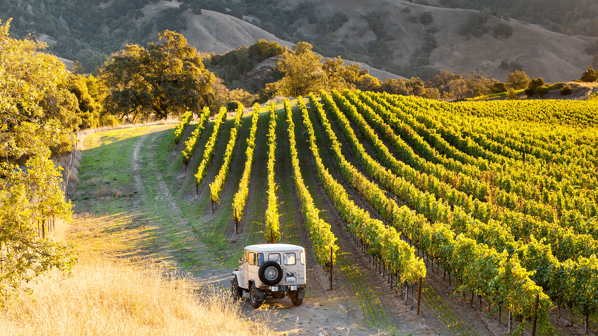 Healdsburg's vineyards