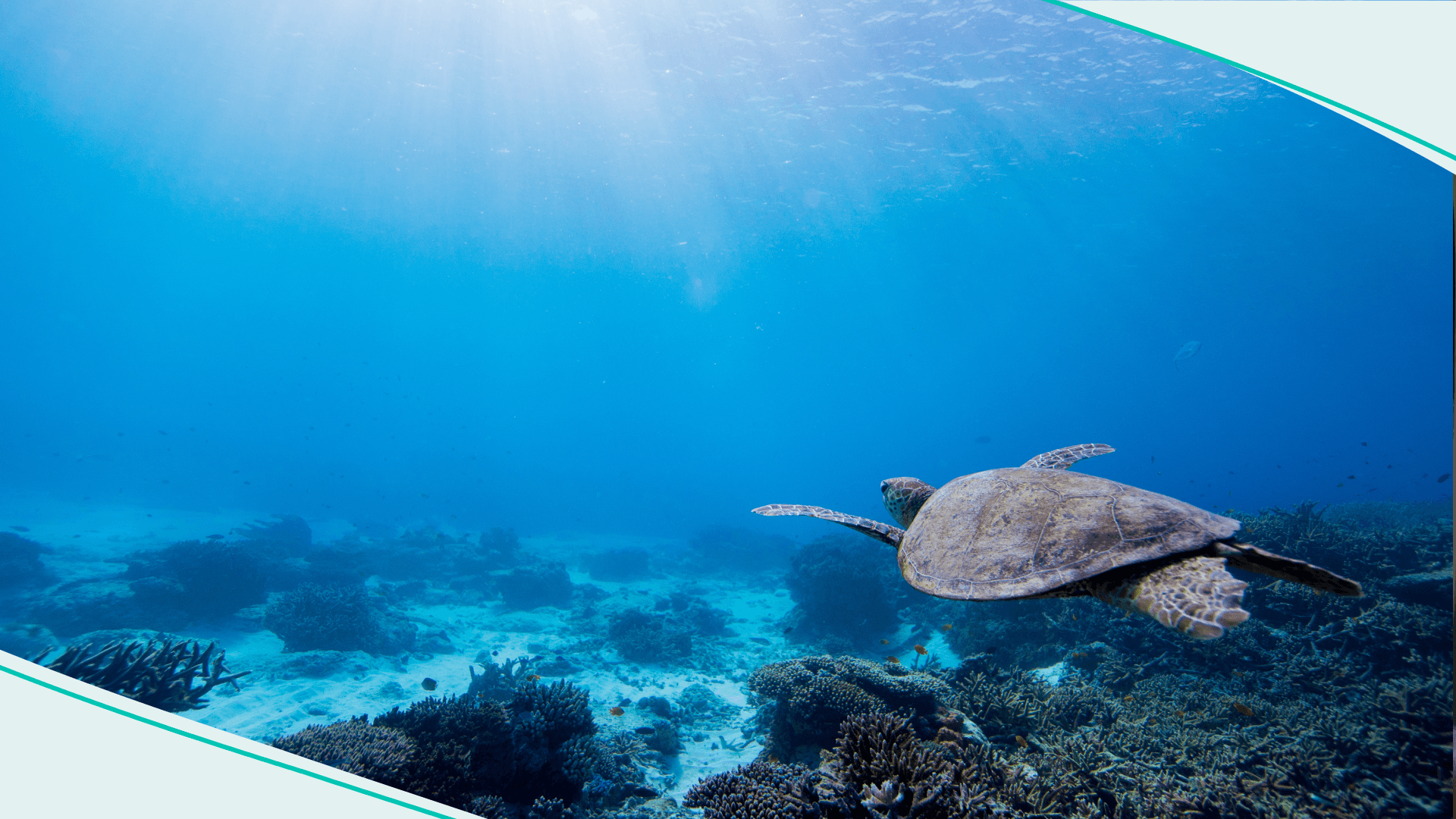 Sea Turtle in the Ocean