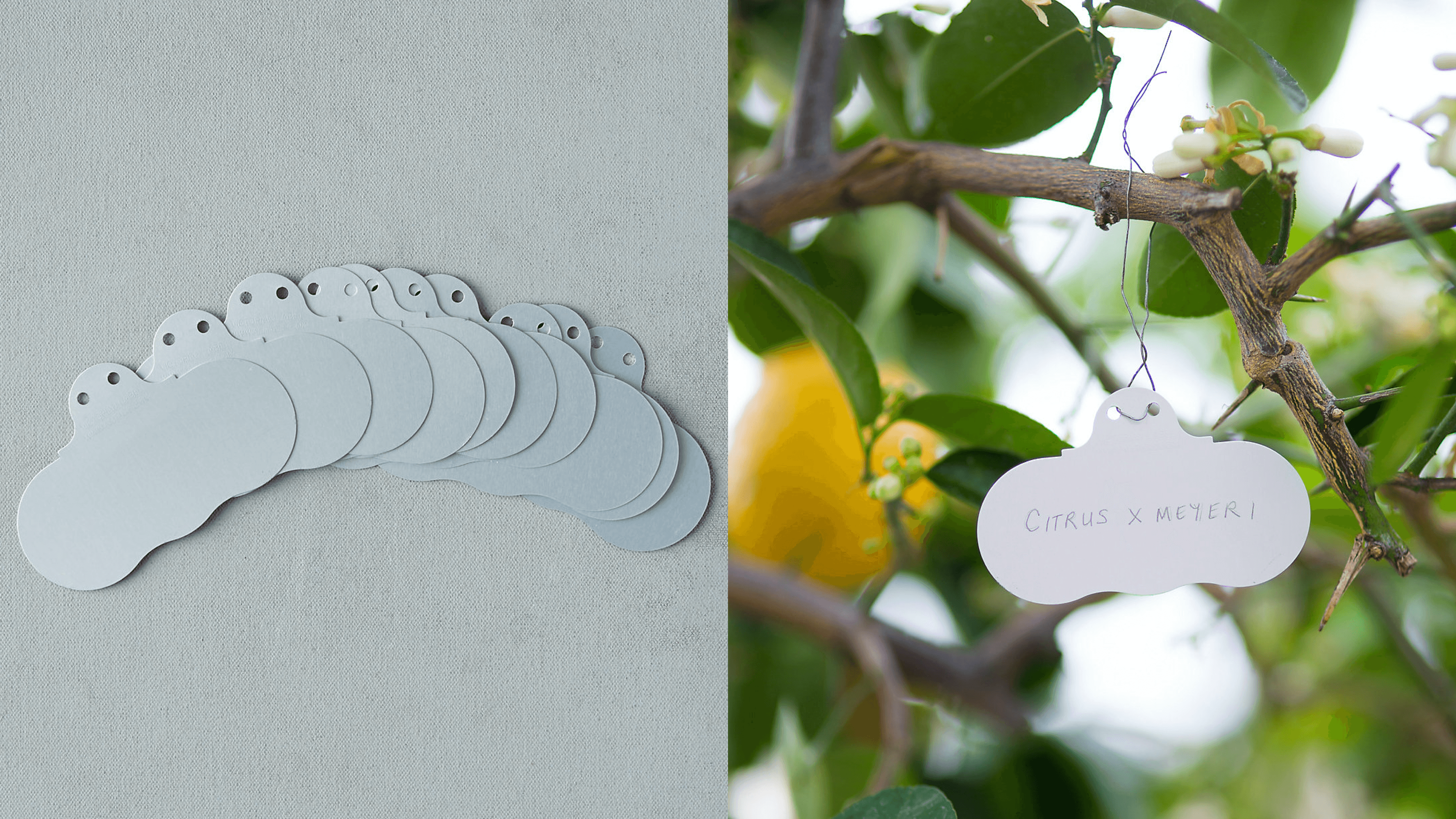 plant tags to identify type