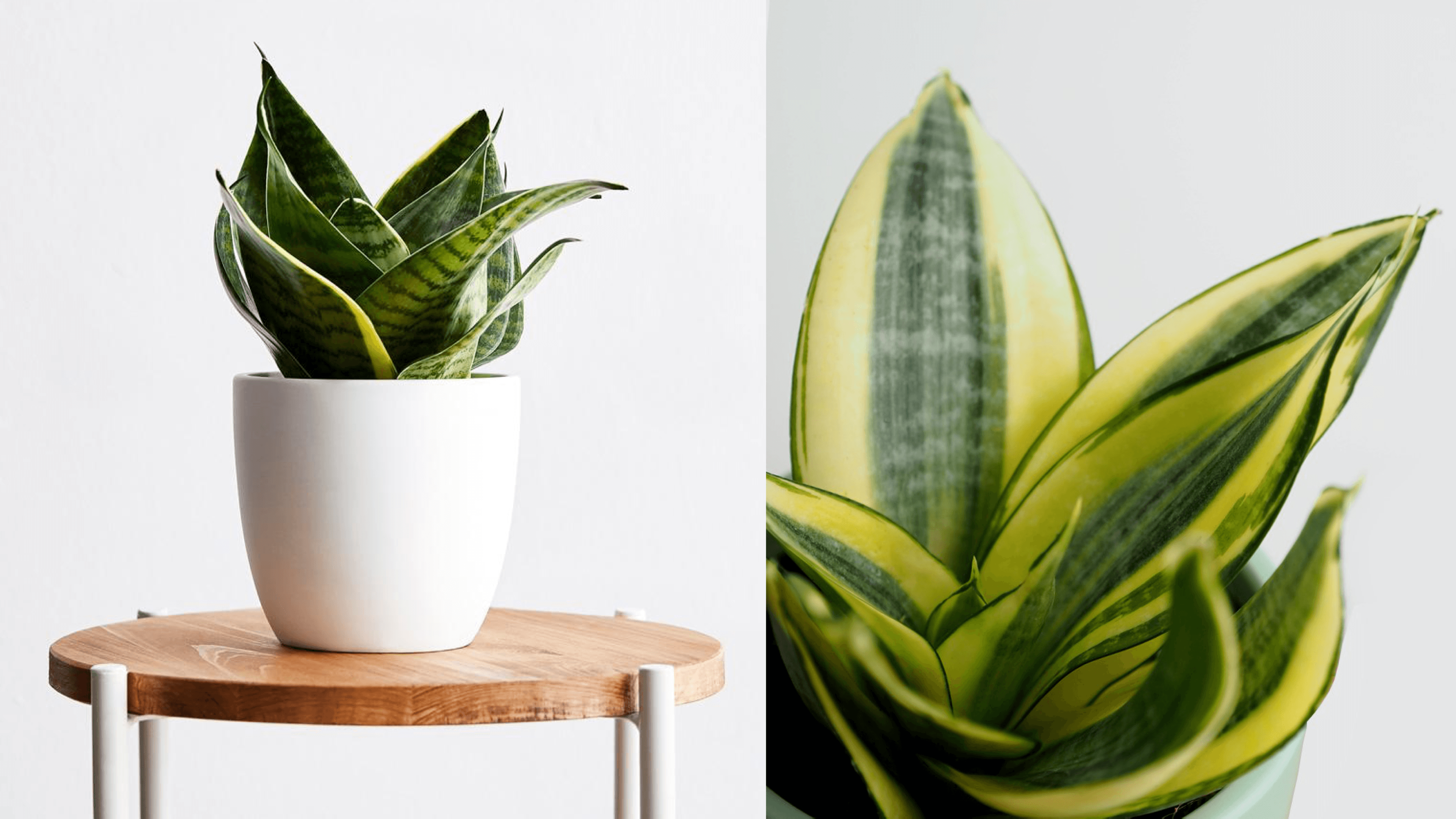 snake plant