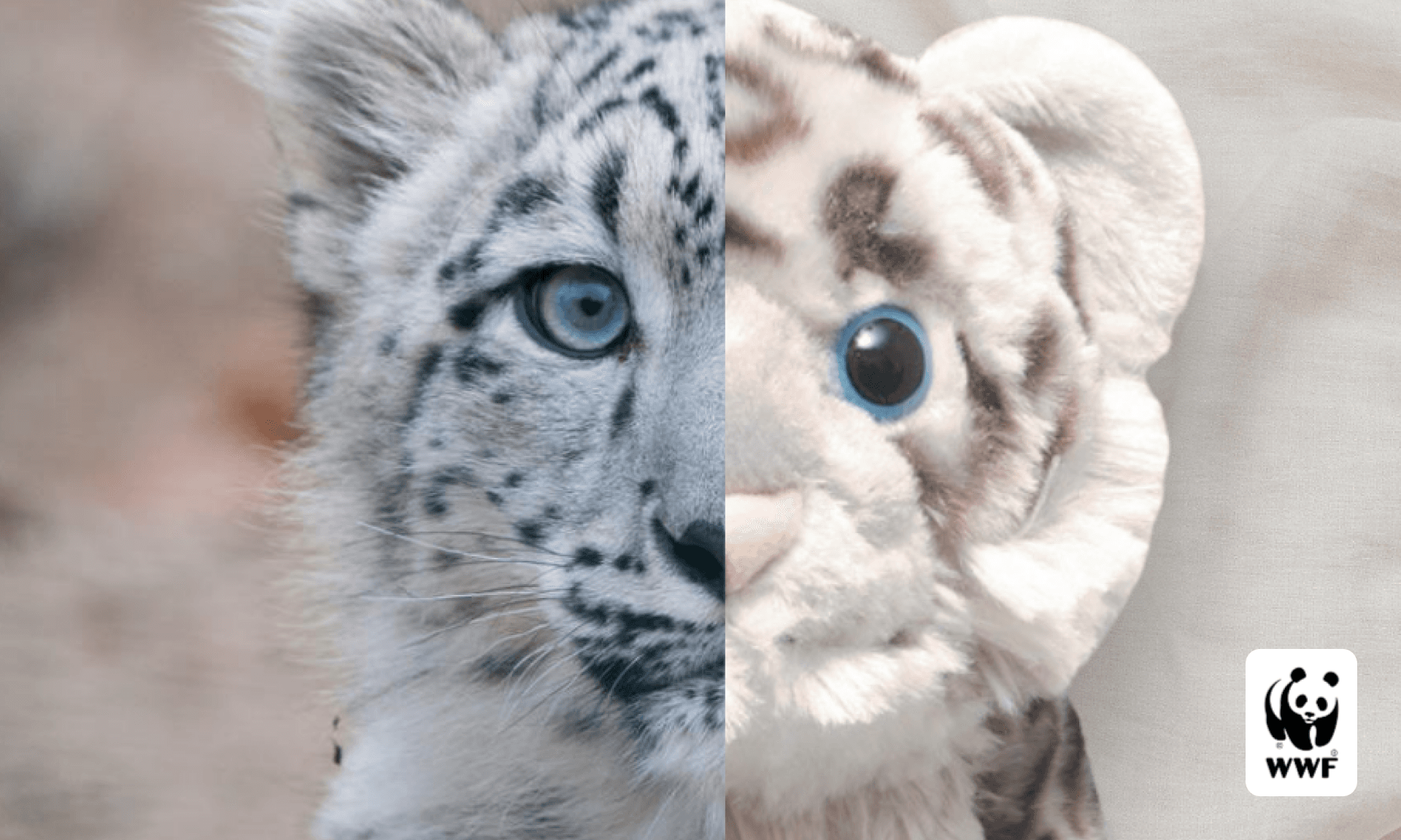 lion cub