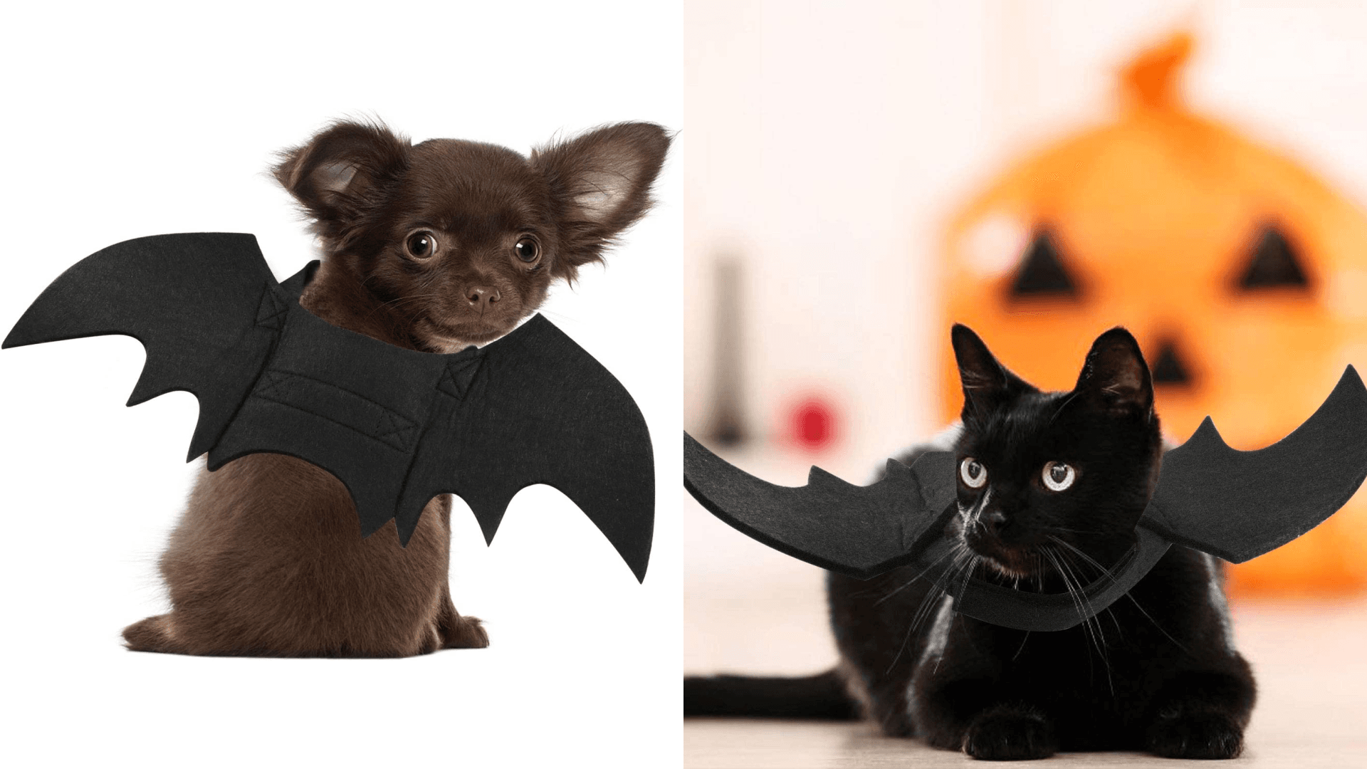 pet costumes