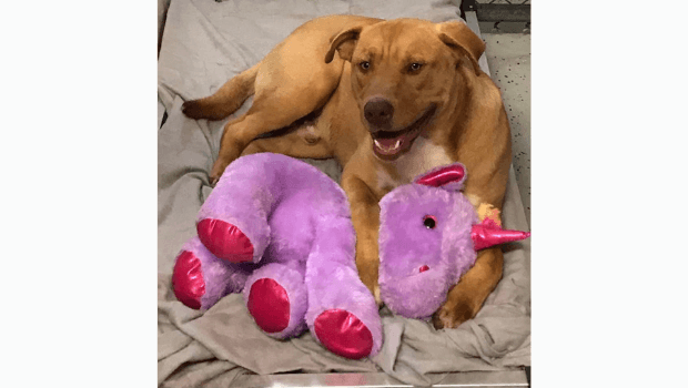 Sisu with his stuffed unicorn.