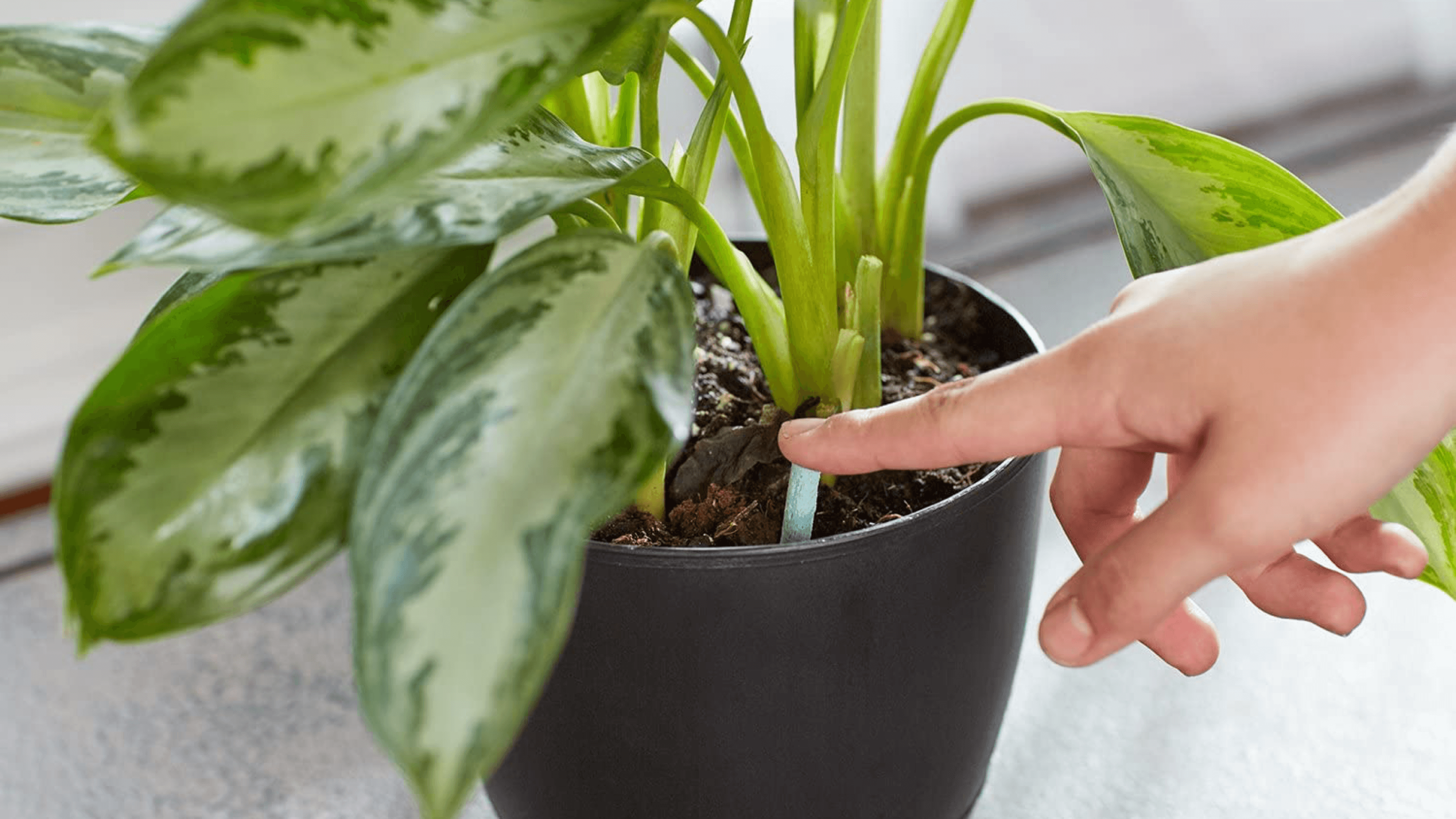 plant food to help growth