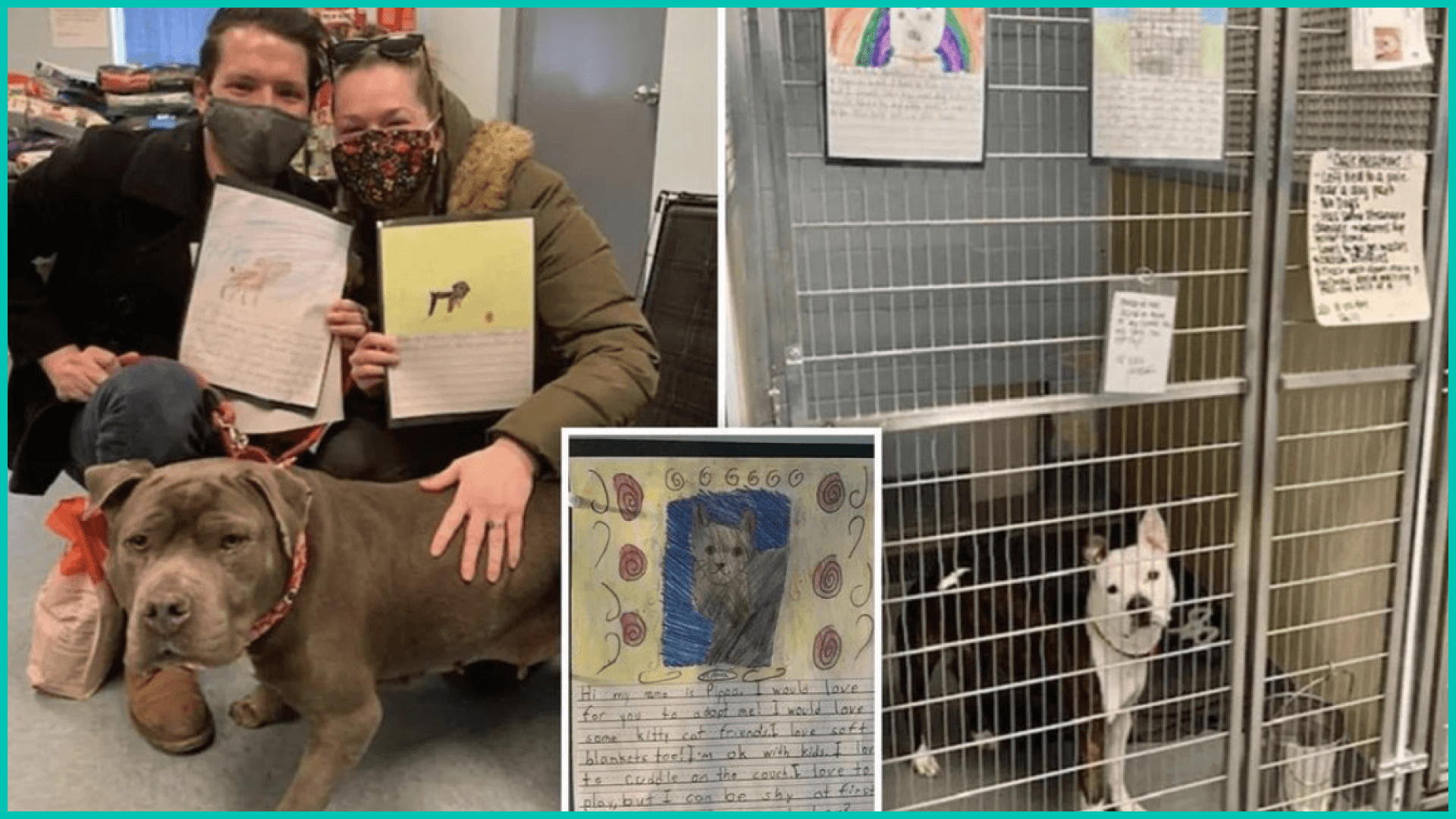 Dogs adopt at shelter