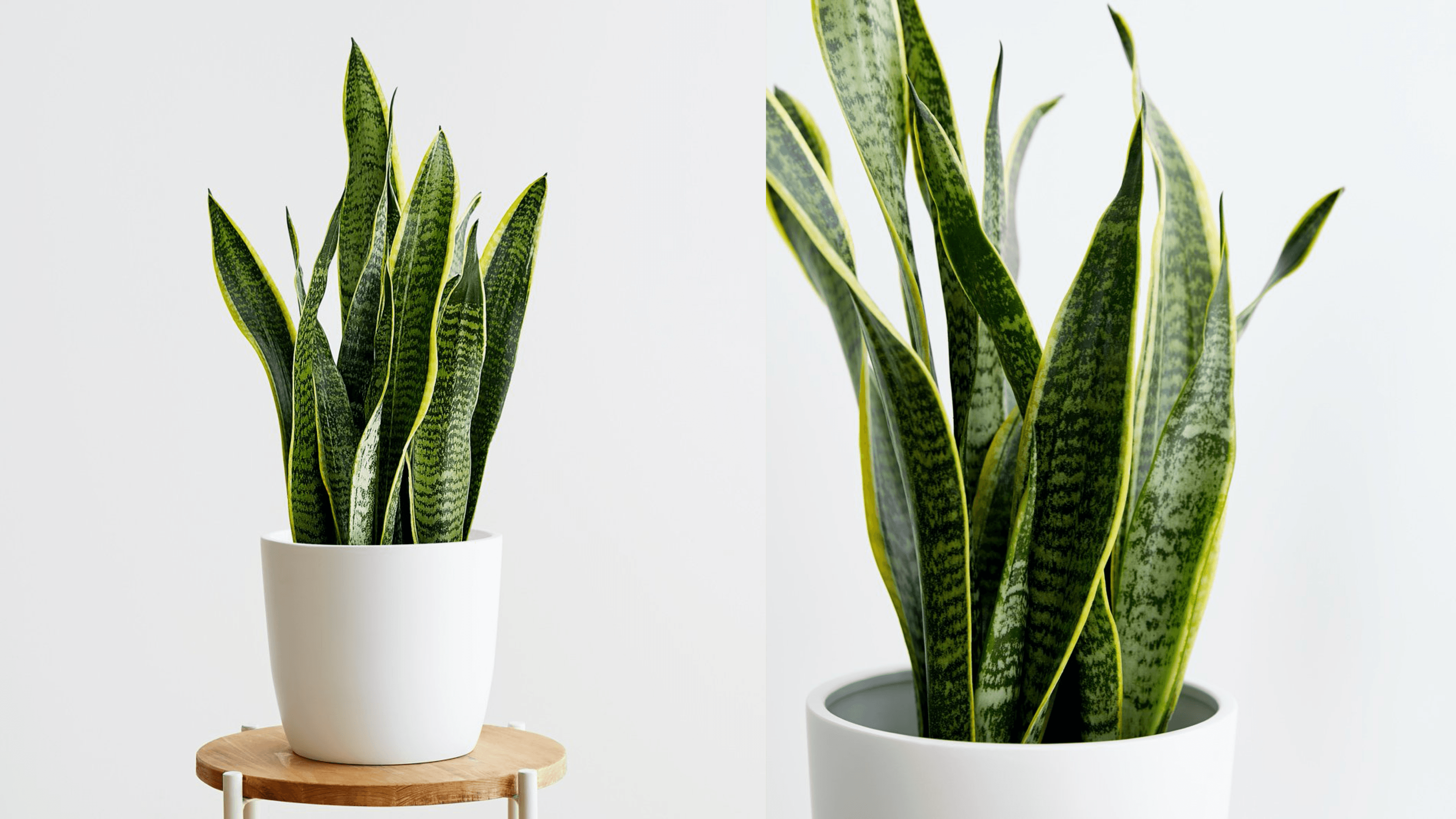 snake plant