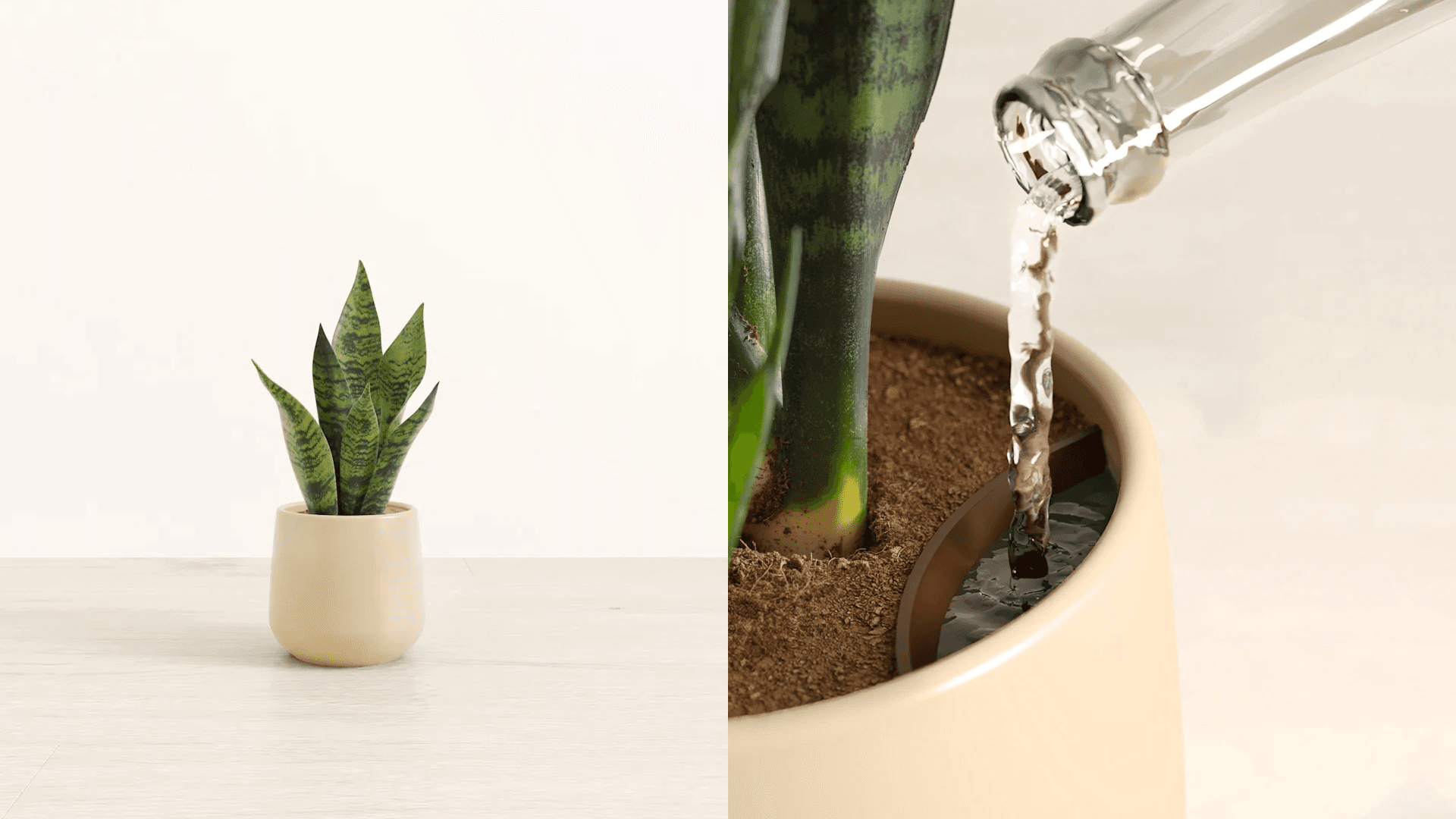 Easyplant spider plant in beige pot