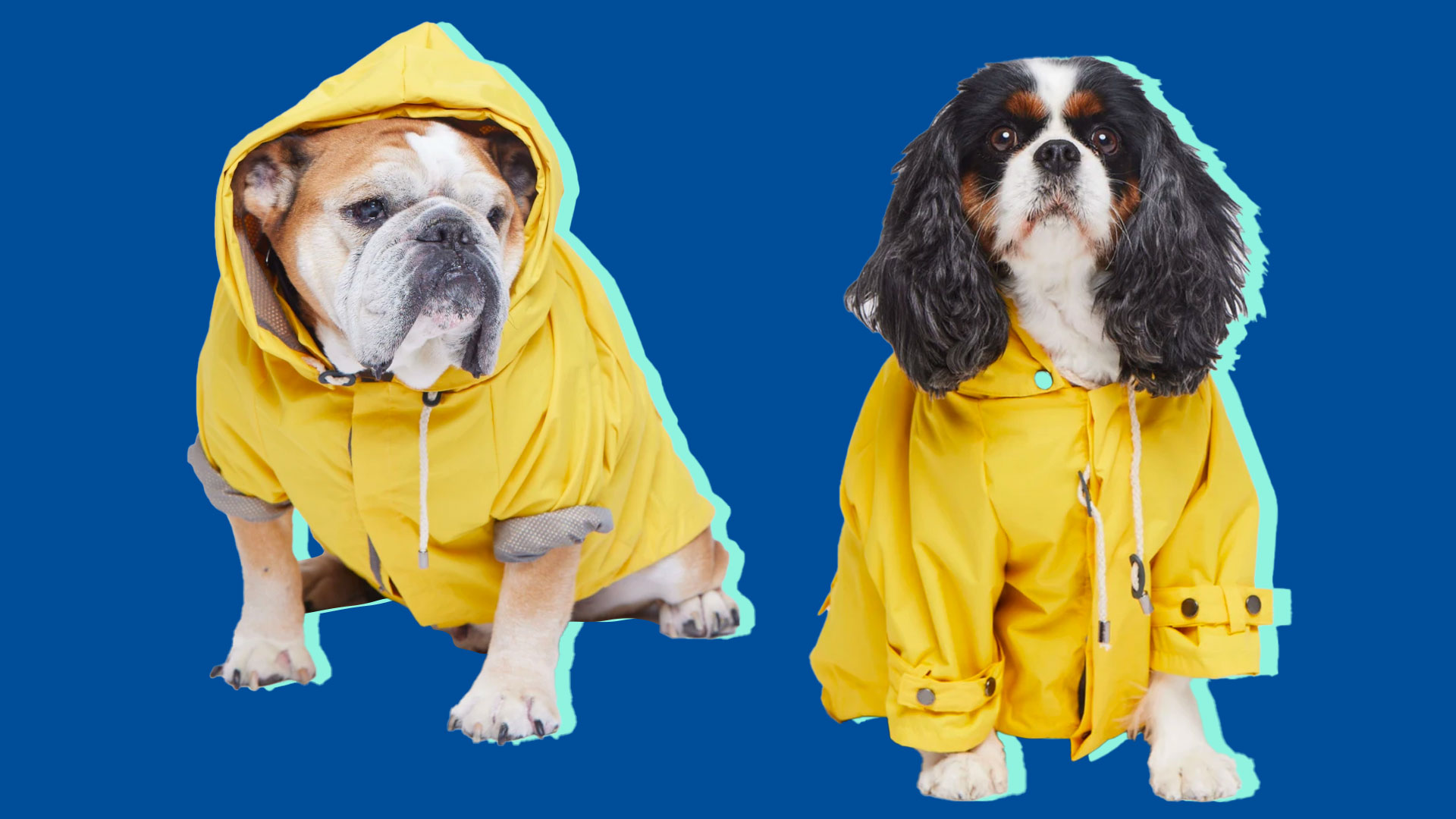 products that'll help you care for your pet