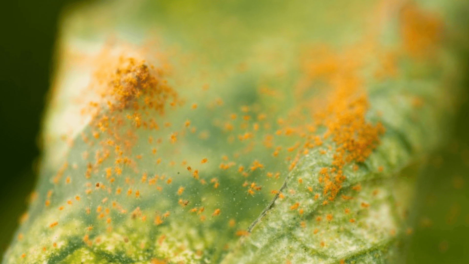 Spider Mites