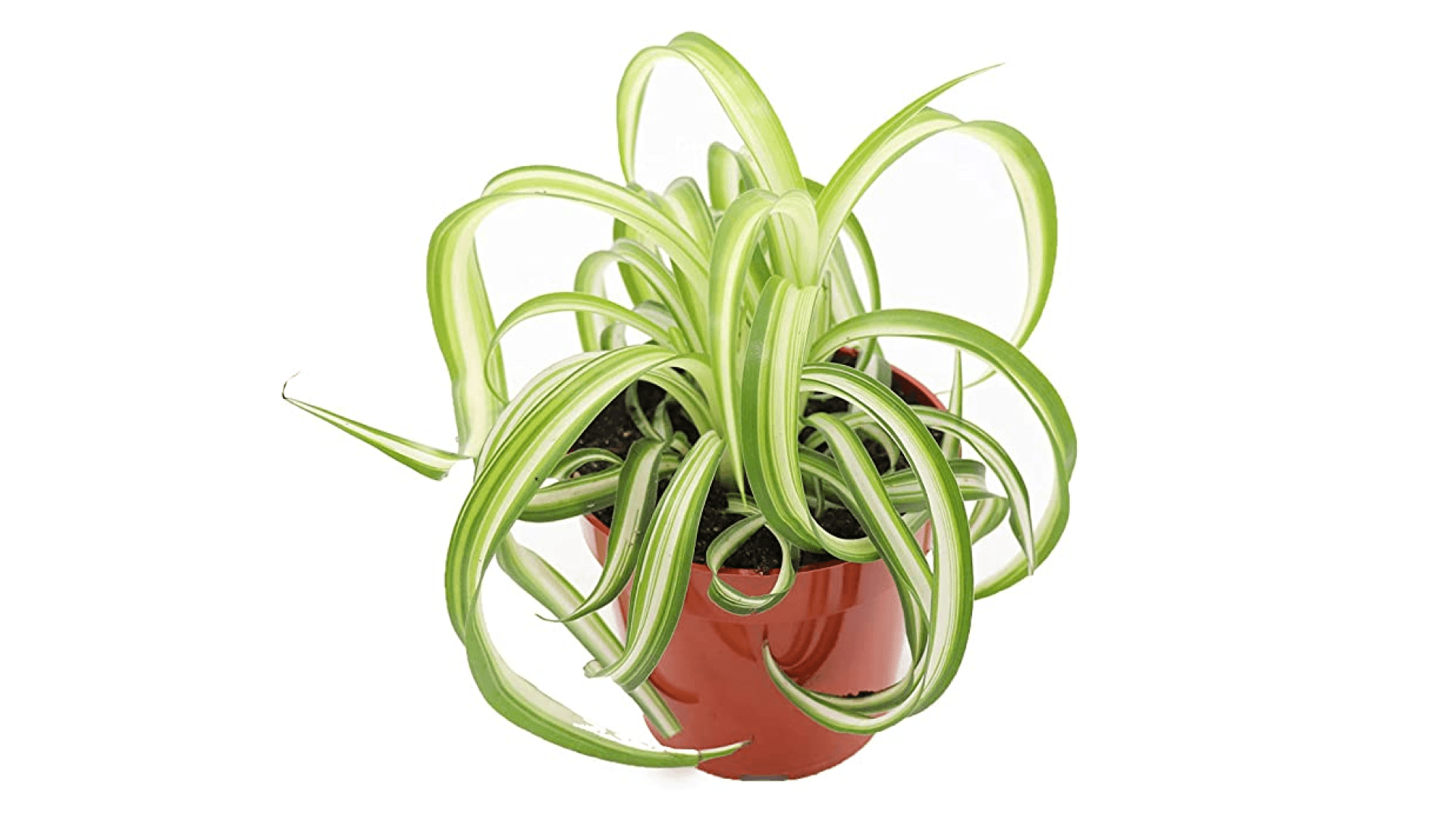 Spider plant