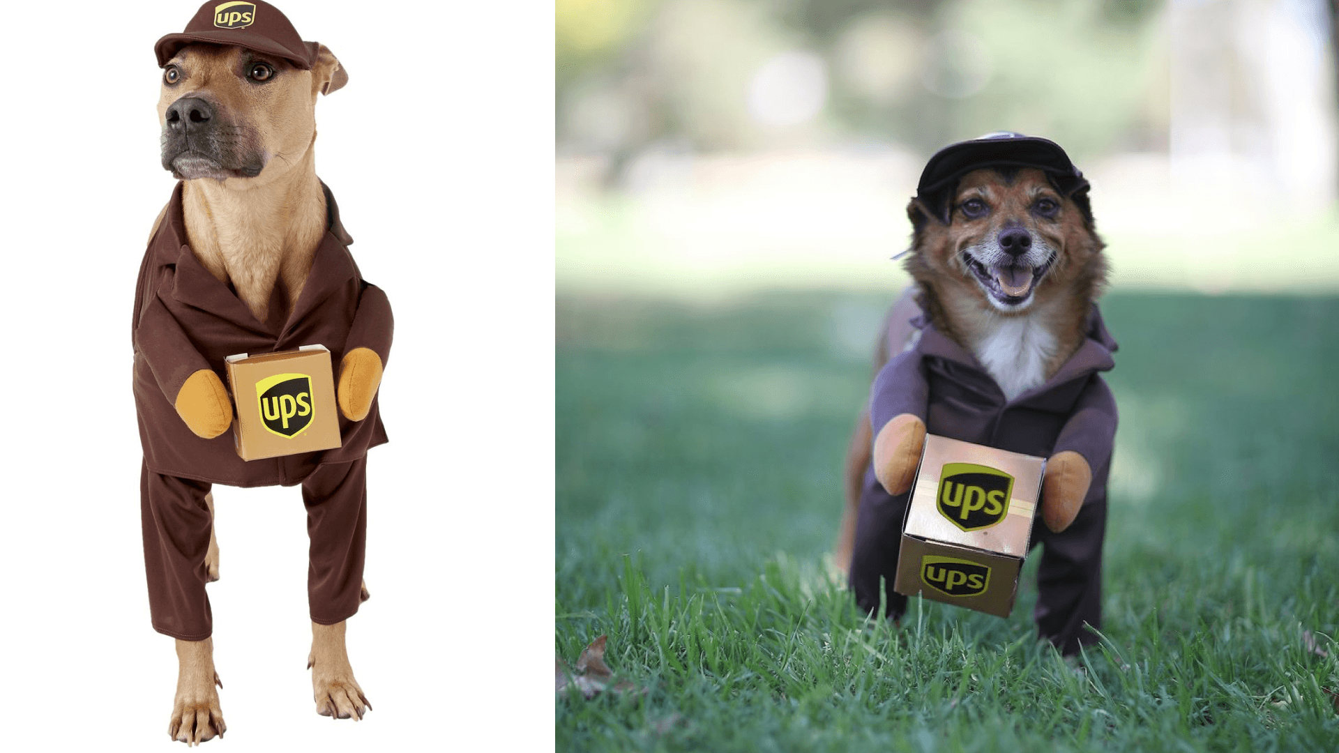 dog costumes