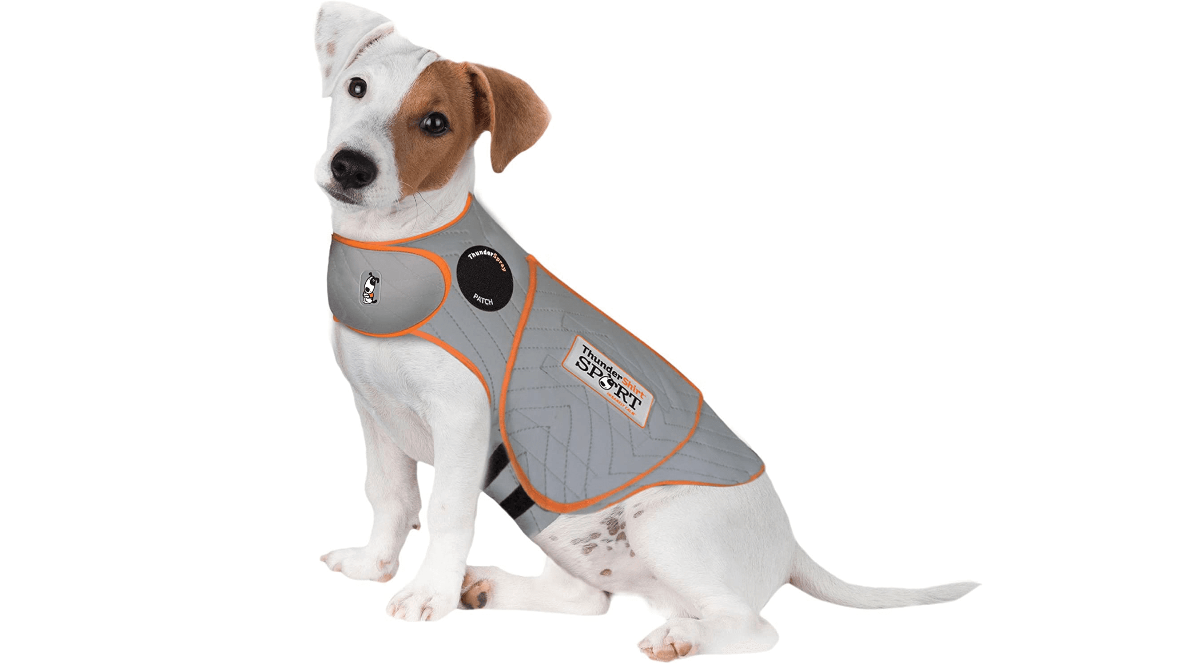 Dog with Anxiety grey  jacket on