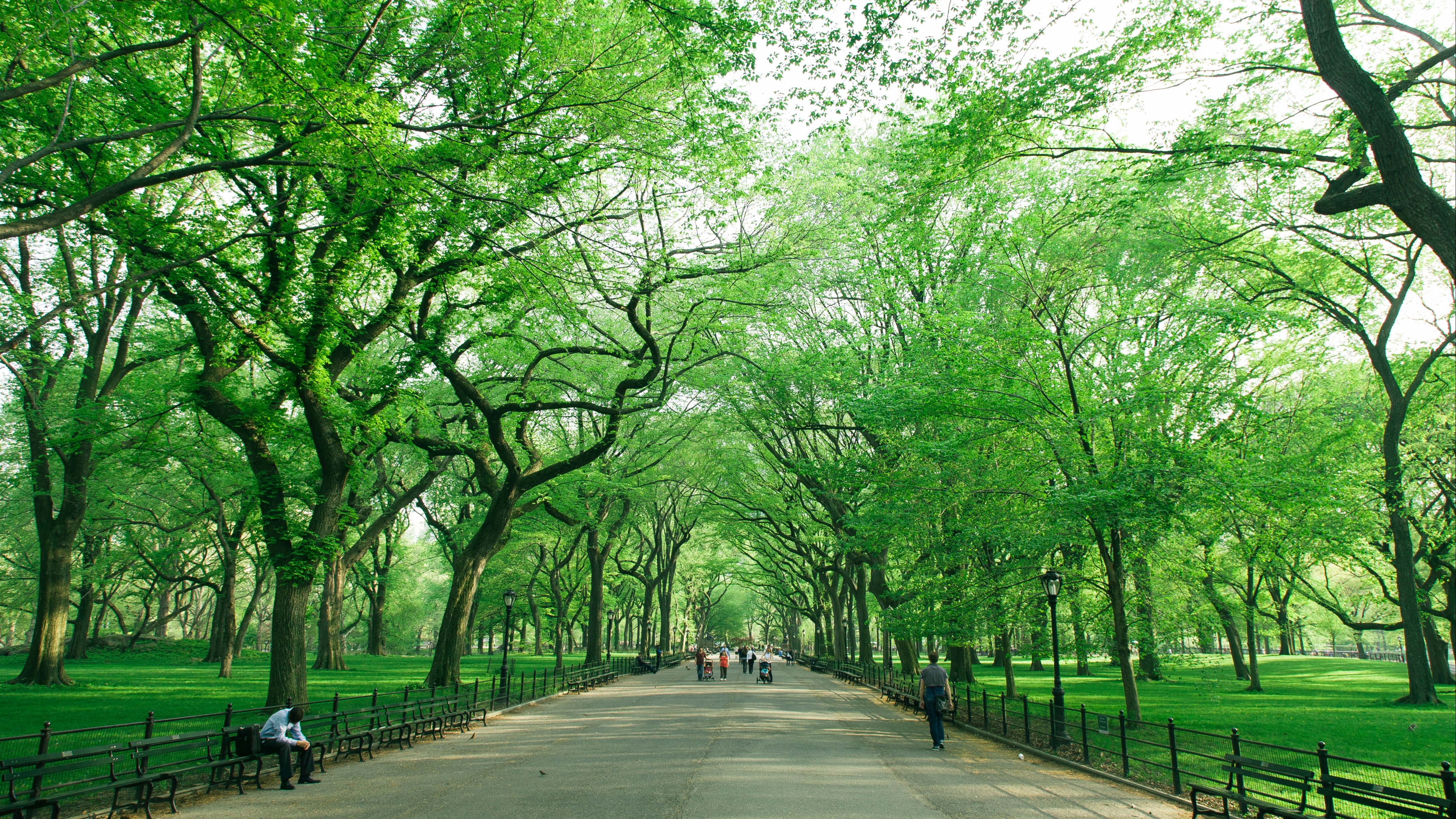 Central Park, Amy Cooper, Christian Cooper, Spring