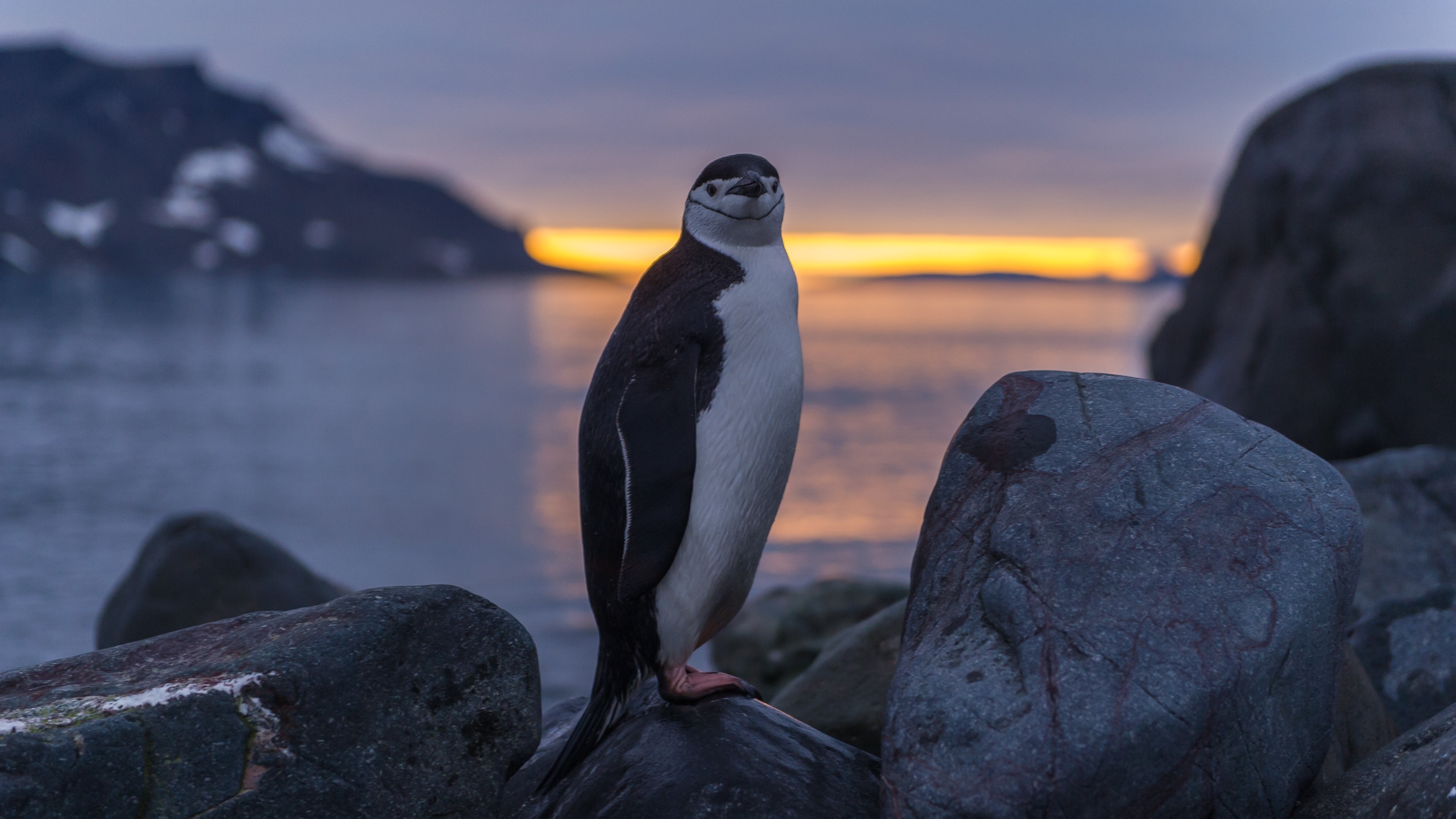 Chinstrap penguin, Antarctica, COVID-19, coronavirus