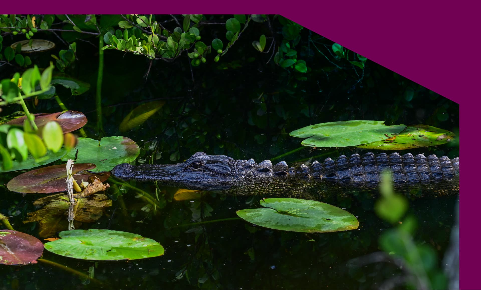 An alligator swims near a migrant detention center, dubbed "Alligator Alcatraz"