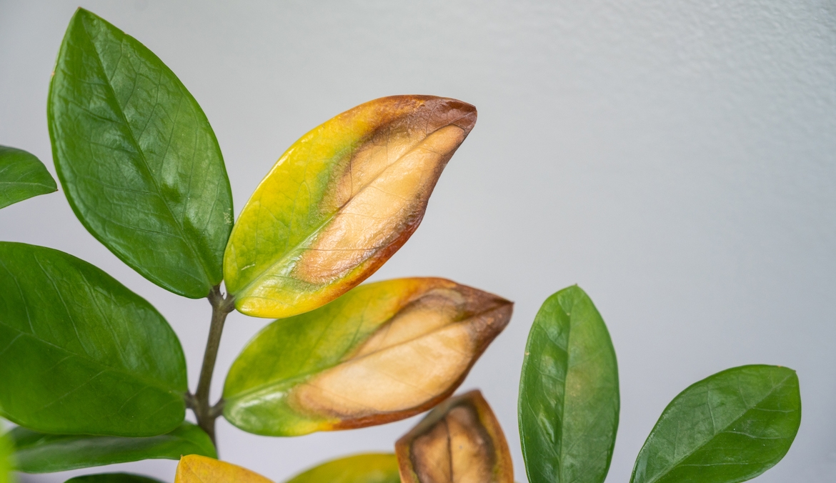 Featured image for Here’s Exactly What To Do if Your Plant’s Leaves Turn Yellow, According to Professional Plant Moms